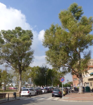 passeig-pollancreda-1024x768