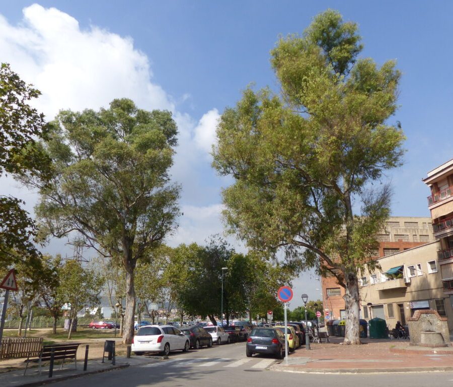 passeig-pollancreda-1024x768